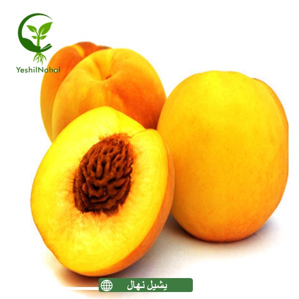 نهال هلو گلدن کوئین